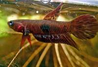 betta Livida, from selangor (ENDANGERED)