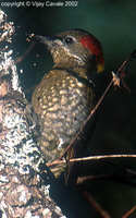 Lesser Yellownape - Picus chlorolophus