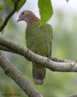 Pink-headed Fruit Dove - Ptilinopus porphyreus