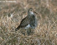 Pectoral Sandpiper - Calidris melanotos