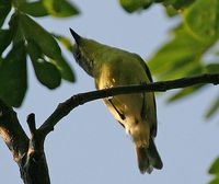 Golden-bellied Gerygone - Gerygone sulphurea