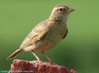 Singing Bushlark - Mirafra cantillans