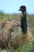 Emu