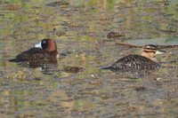 Masked Duck - Nomonyx dominica