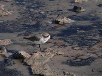 Puna Plover - Charadrius alticola