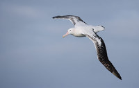 Wandering Albatross (Diomedea exulans) photo