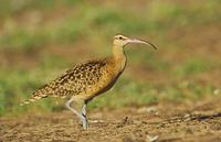 Bristle-thighed Curlew (Numenius tahitiensis) photo