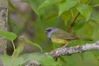 Mourning Warbler (Oporornis philadelphia) photo