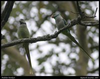 Malabar Parakeet - Psittacula columboides