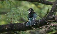 Dideric Cuckoo - Chrysococcyx caprius