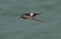Fork-tailed Swift - Apus pacificus