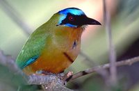 Blue-crowned Motmot - Momotus momota