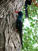 Green Woodhoopoe - Phoeniculus purpureus