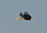 Wreathed Hornbill - Aceros undulatus