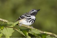 Dot-backed Antbird - Hylophylax punctulata