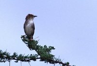 Hunter's Cisticola - Cisticola hunteri