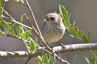 Inland Thornbill - Acanthiza apicalis