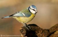 Eurasian Blue Tit - Cyanistes caeruleus