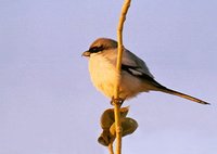 Southern Gray Shrike - Lanius meridionalis