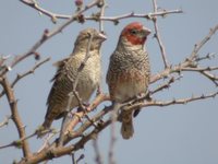 Red-headed Finch - Amadina erythrocephala