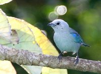 Blue-gray Tanager - Thraupis episcopus