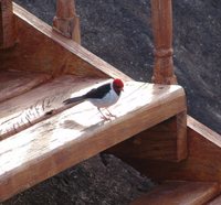 Yellow-billed Cardinal - Paroaria capitata