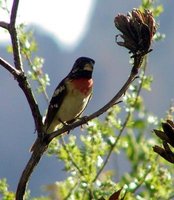 Rose-breasted Grosbeak - Pheucticus ludovicianus