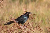 Boat-tailed Grackle - Quiscalus major