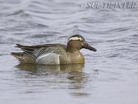 Garganey