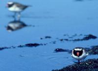 Shore Plover (Thinornis novaeseelandiae)