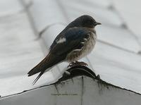 Grey-breasted Martin