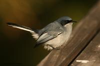 *NEW* Masked Gnatcatcher - male