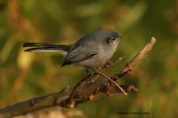 *NEW* Masked Gnatcatcher - female