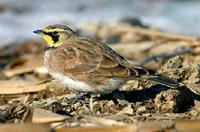 Horned Lark