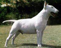 Bull Terrier