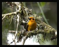 Golden Tanager