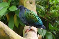 Nicobar Pigeon