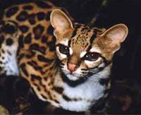 Gato do mato (Leopardus wiedii):Mamífero, ocorre do México até