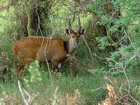 Bushbuck - Tragelaphus scriptus