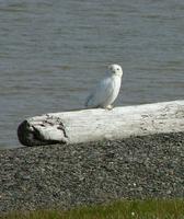 Snowy    owls Nyctea scandiaca