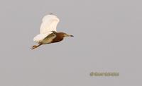 Chinese pond heron C20D 03680.jpg