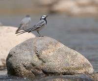 White wagtail ocularis C20D 01960.jpg