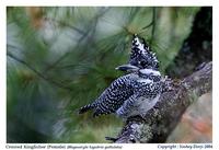 Pied Crested Kingfisher (Megaceryle lugubris) is a widespread    resident in Himalayas, north-ea...