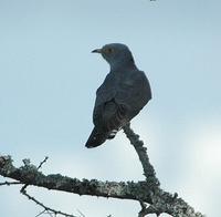 African Cuckoo p.190