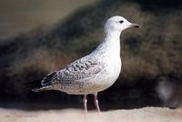 노랑발갈매기 Yellow-leged Gull Larus  cachinans