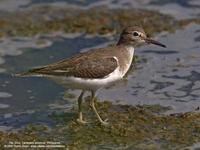 Common Sandpiper Actitis hypoleucos