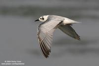 White-winged Tern (Immature)