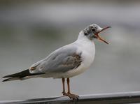 Black-headed Gull (Larus ridibundus)