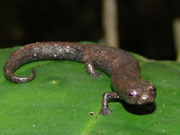 : Bolitoglossa spongai