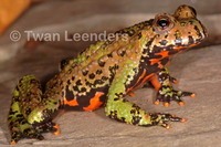 : Bombina orientalis; Oriental Fire-bellied Toad